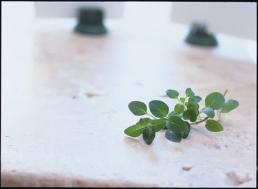 Image of COM: Spice Oregano Leaves - 1 x 650 Grams
